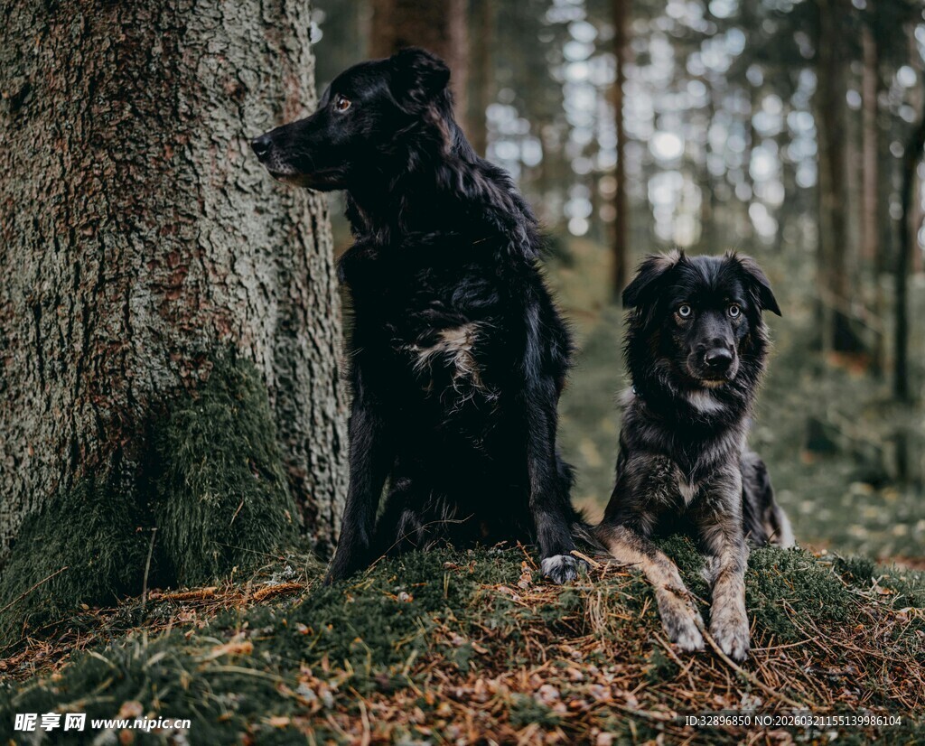 林间双犬相伴的美好时刻