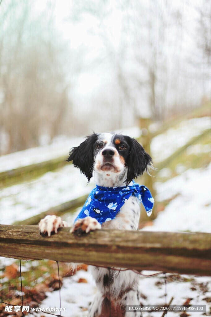 可爱小狗穿蓝衣趴木栏