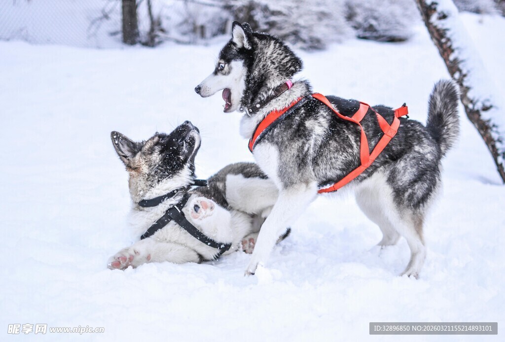 雪地中站立互动的两只哈士奇