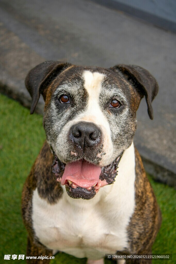 可爱斑纹犬坐于绿草地上
