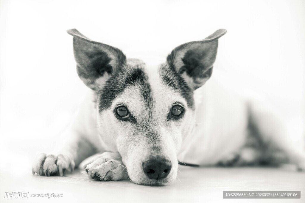 趴着的可爱斑点小狗