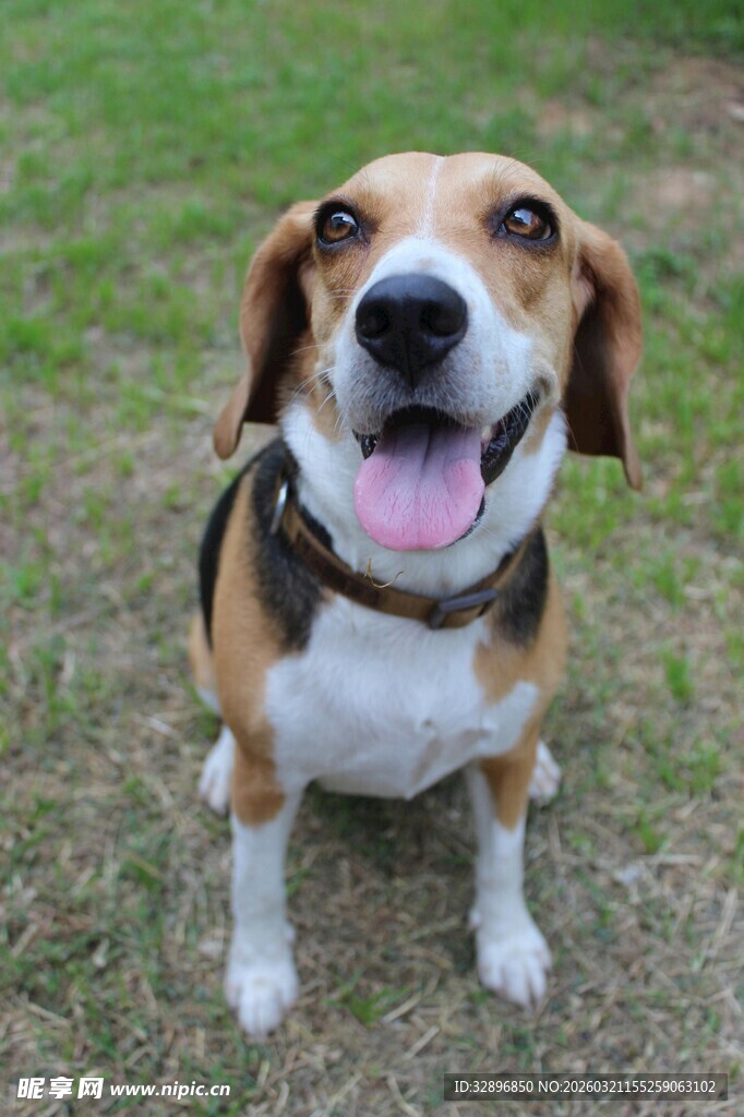 可爱比格犬草地吐舌卖萌