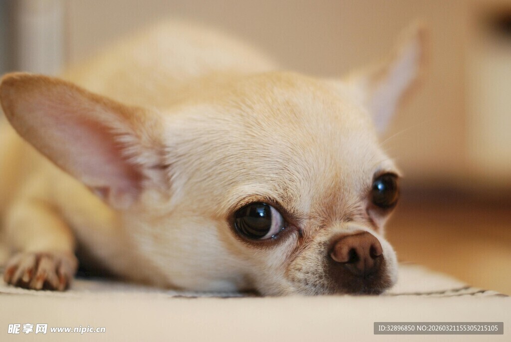 趴着的可爱米色小狗狗