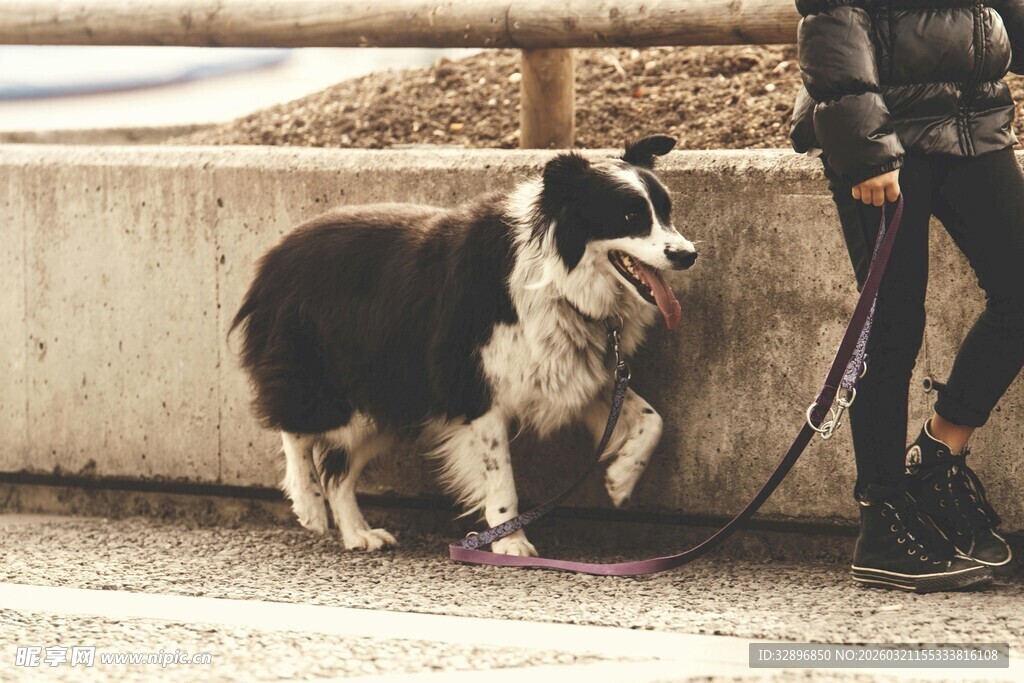 牵绳边牧与宠物的温馨时刻