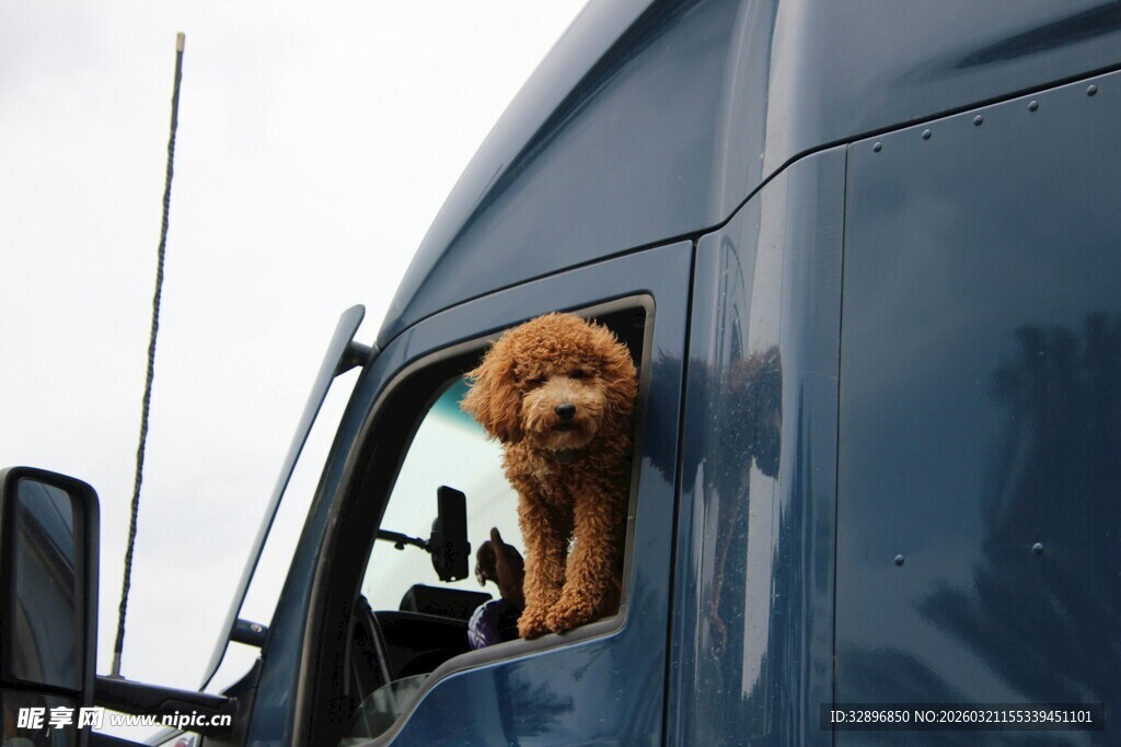 卡车内探出头的可爱小狗