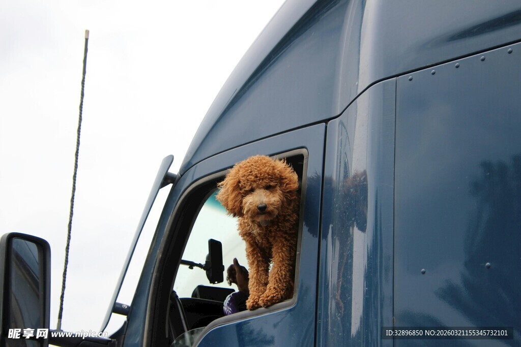 卡车车窗探出头的可爱小狗