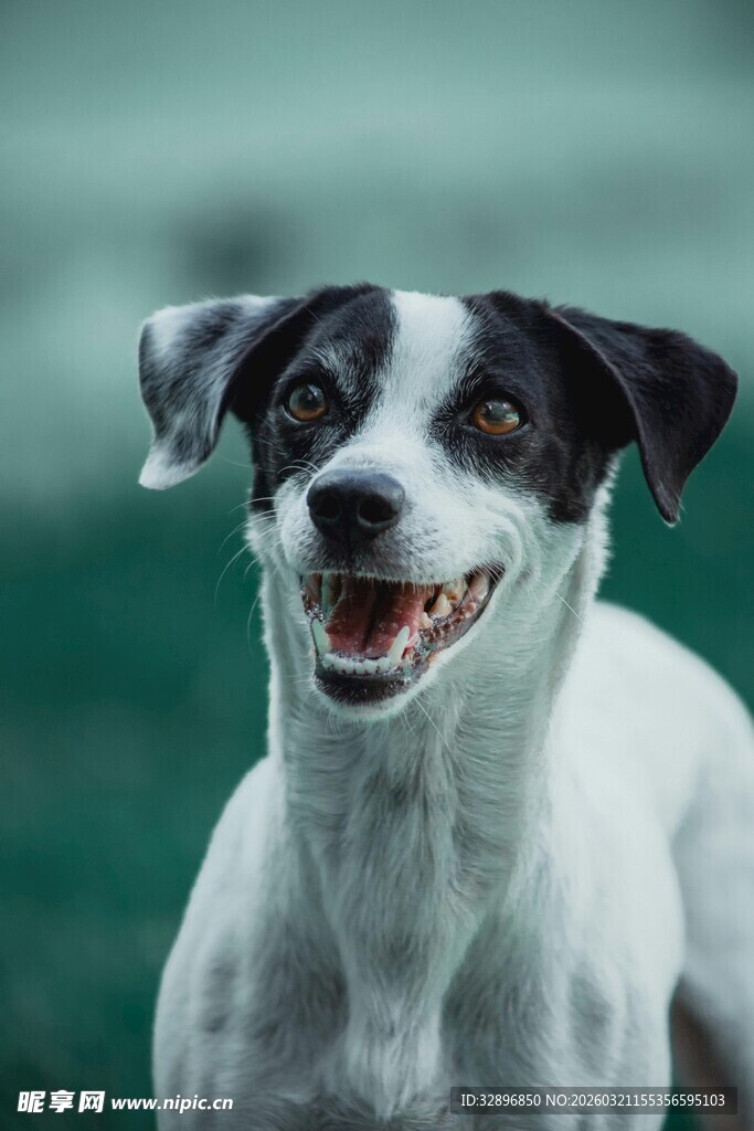 可爱黑白小狗咧嘴笑