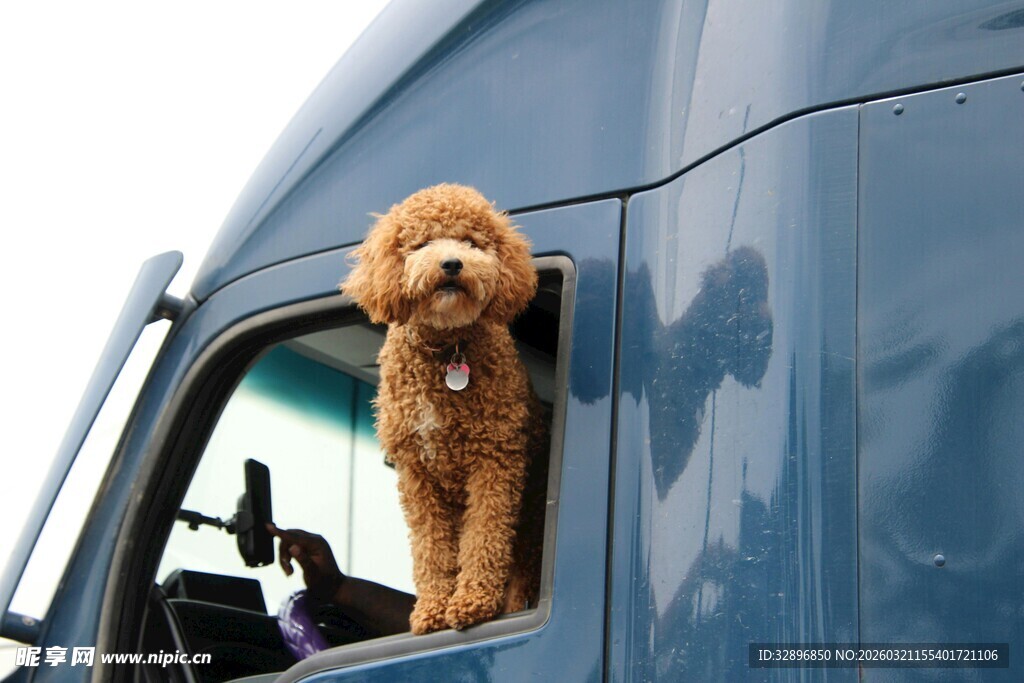 小狗探身卡车车窗