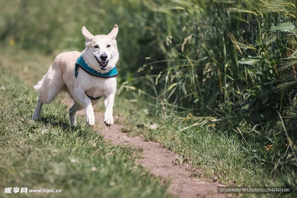 草地上欢快奔跑的狗狗