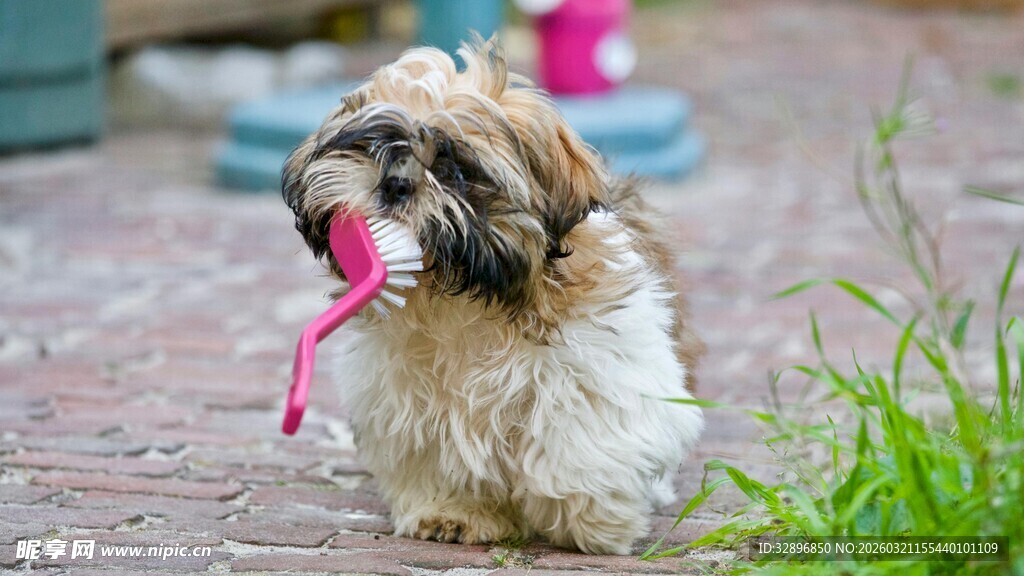 小狗叼着粉色物品玩耍