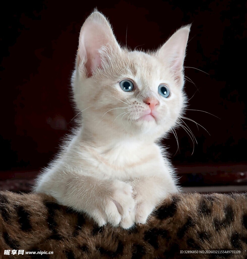 可爱小白猫趴在豹纹垫上