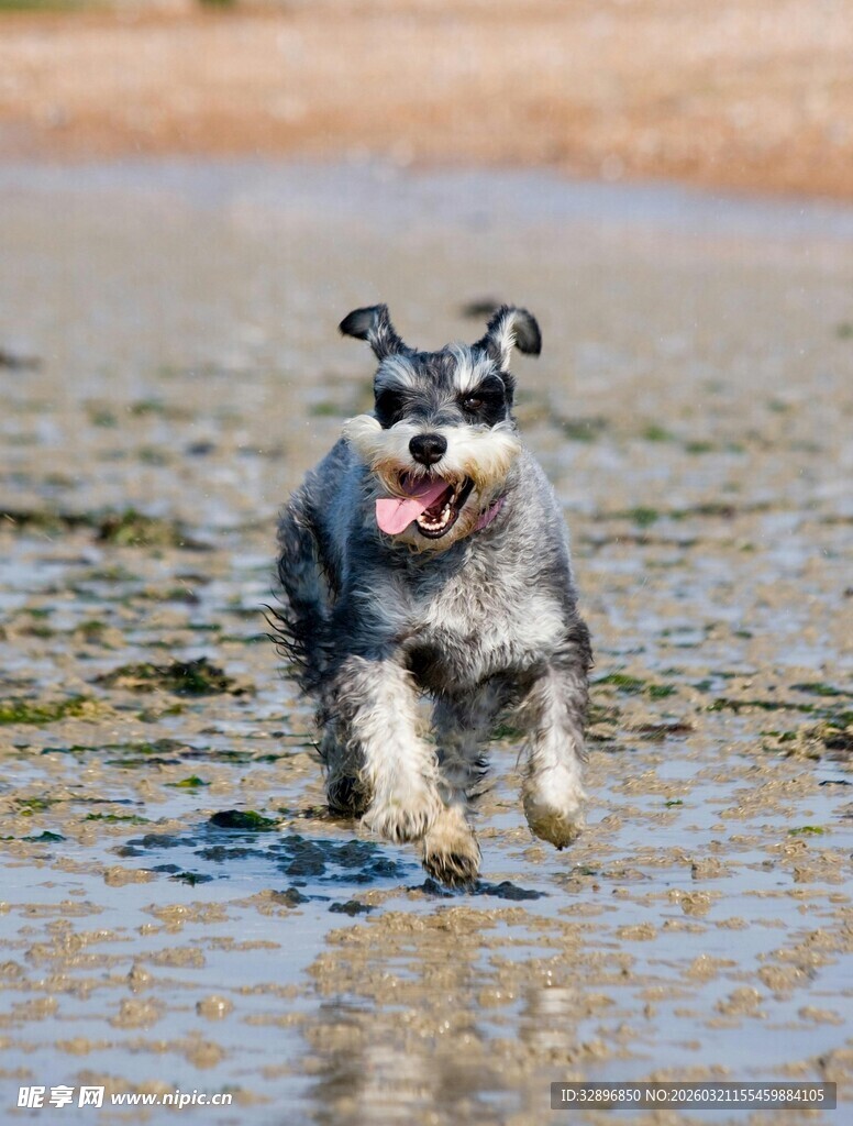 雪纳瑞在水边欢快奔跑
