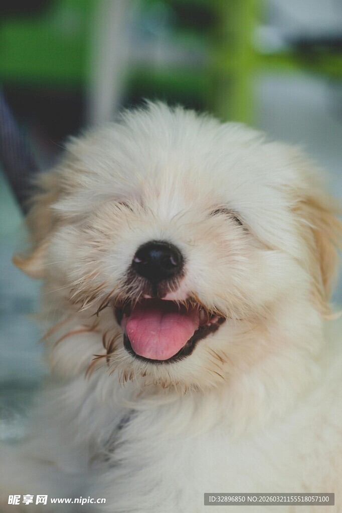 开心小狗咧嘴笑