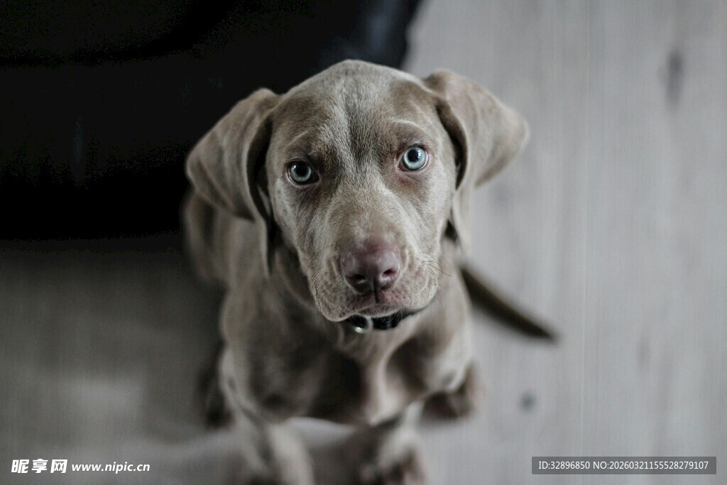 可爱威玛猎犬专注凝视