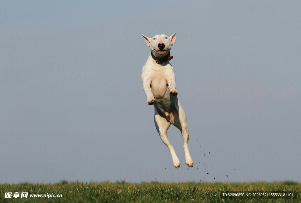 跳跃的活力狗狗