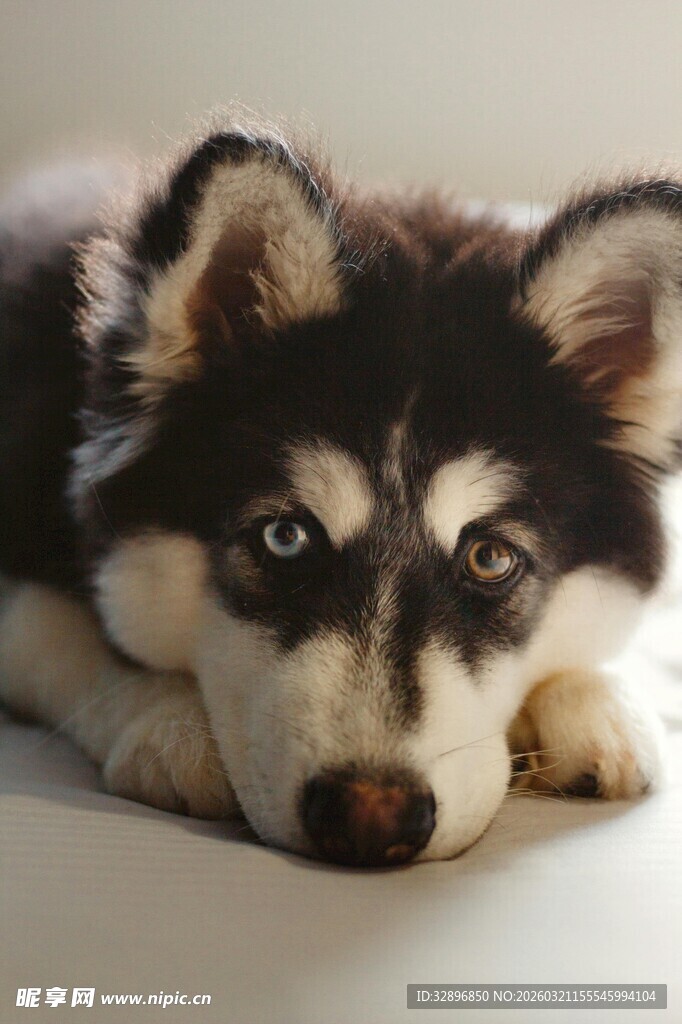 趴着的可爱哈士奇小狗