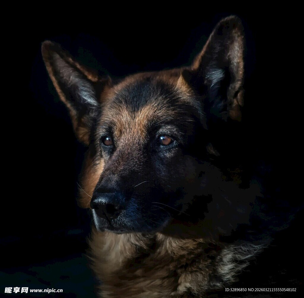 德国牧羊犬特写
