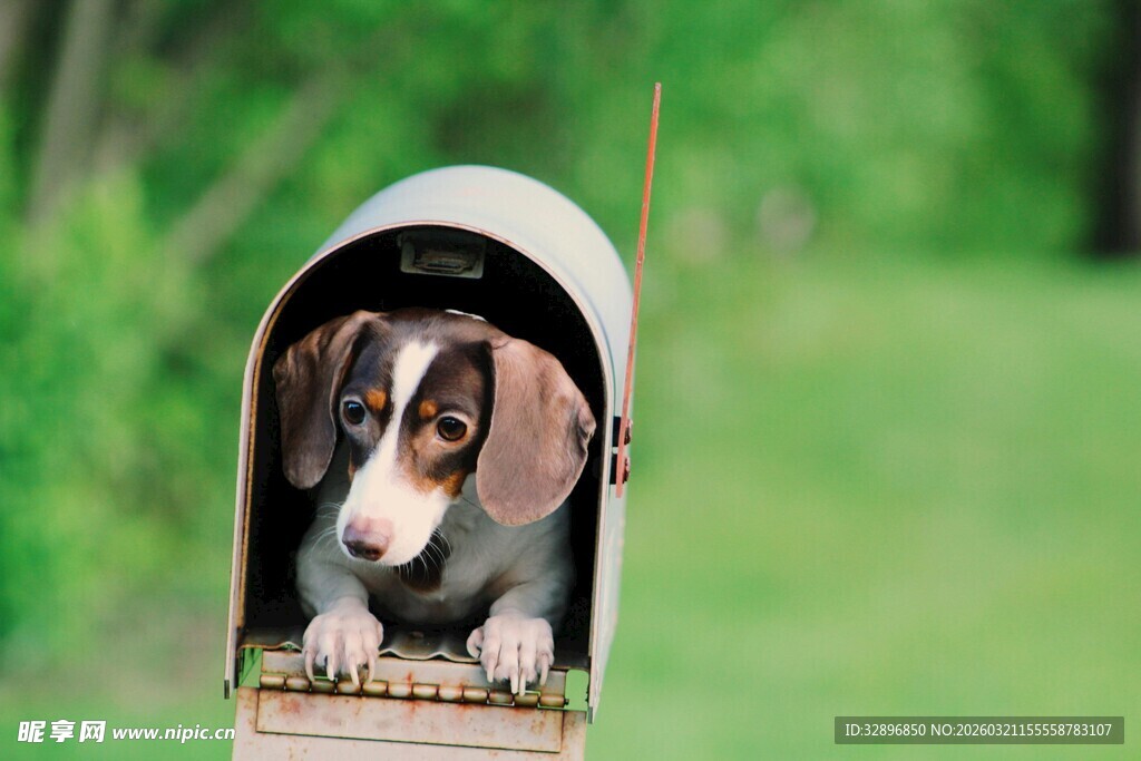 信箱里的可爱小狗