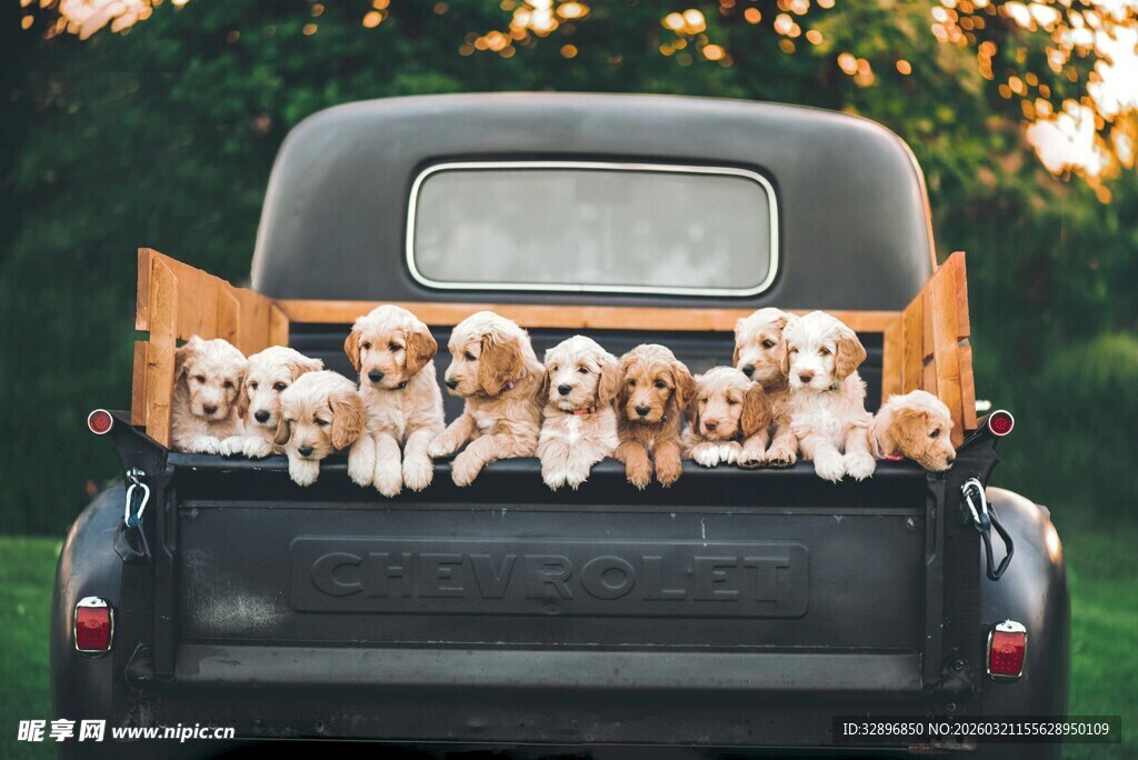 皮卡后箱的可爱小狗群
