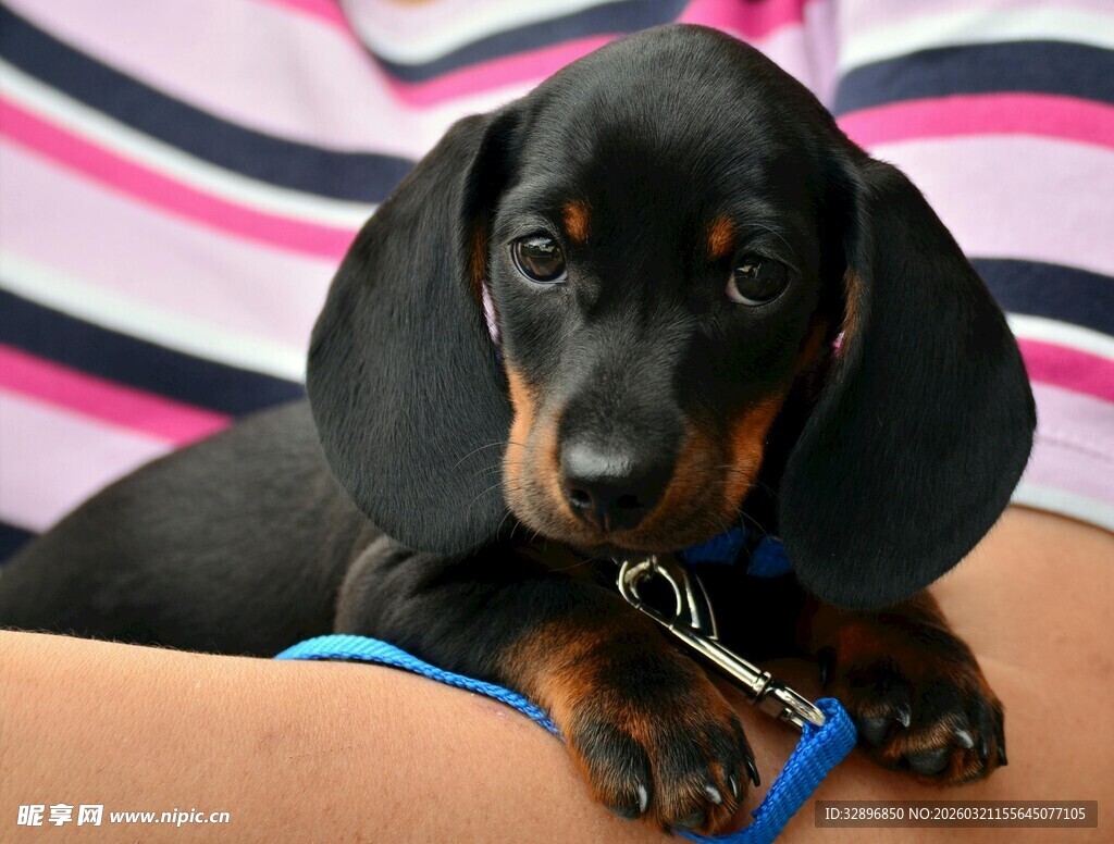 可爱黑腊肠犬趴坐画面