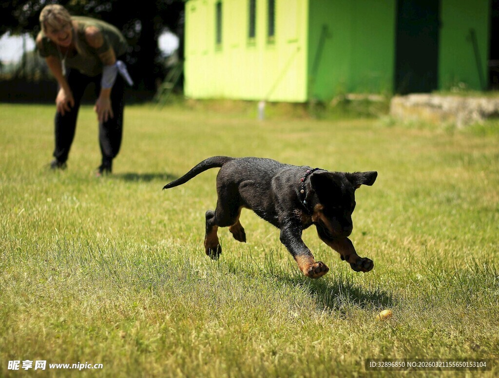 小狗在草地上欢快奔跑