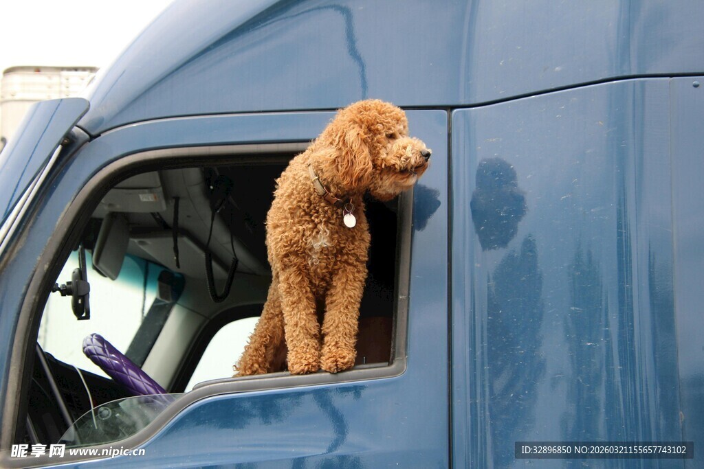 小狗探身车窗外