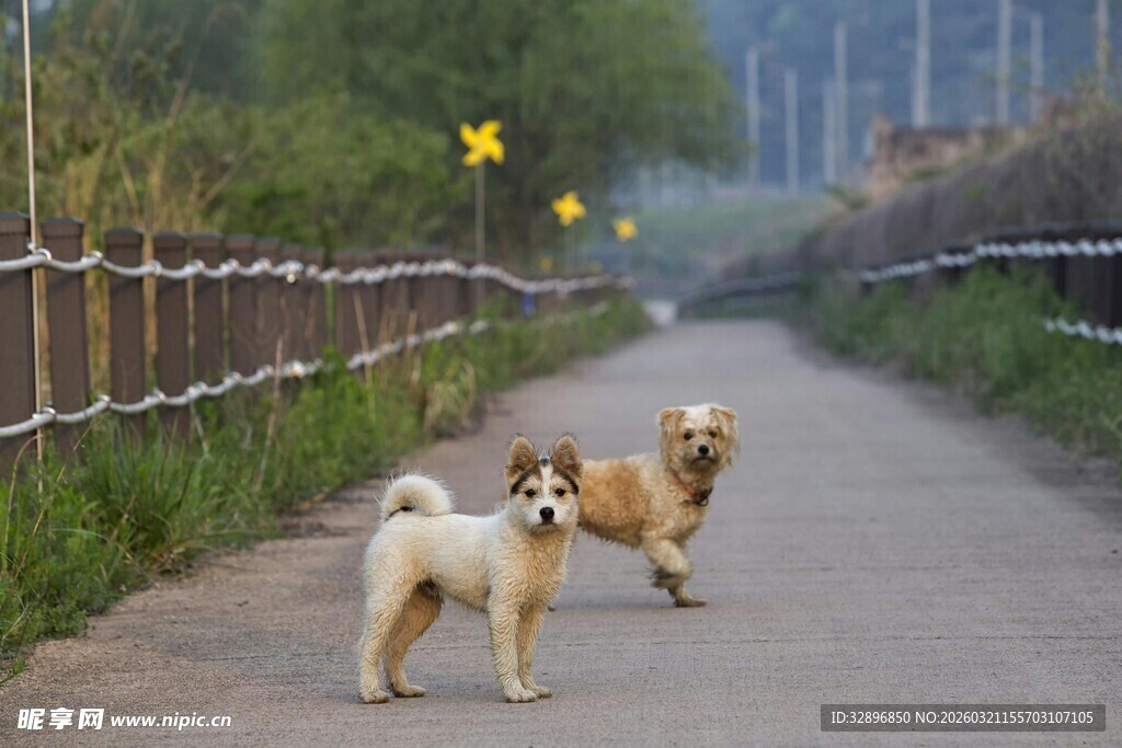 乡间小路上的两只可爱狗狗