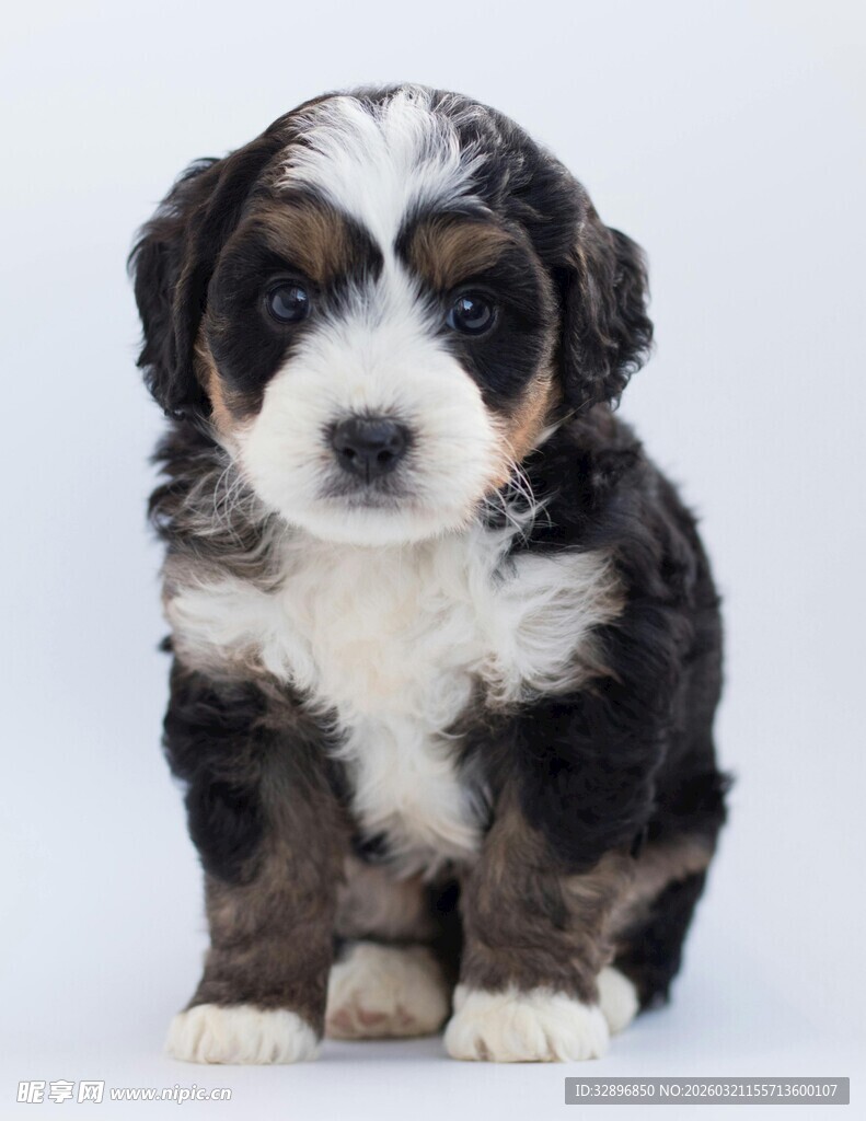 可爱三色小狗乖巧蹲坐