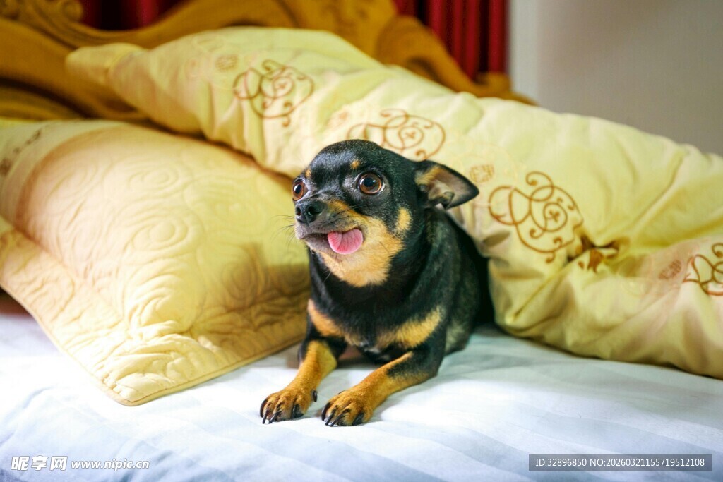 可爱小狗趴卧柔软枕旁