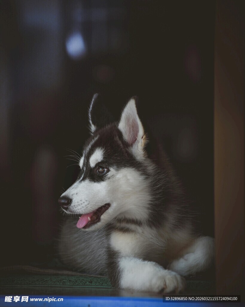 可爱哈士奇惬意趴坐