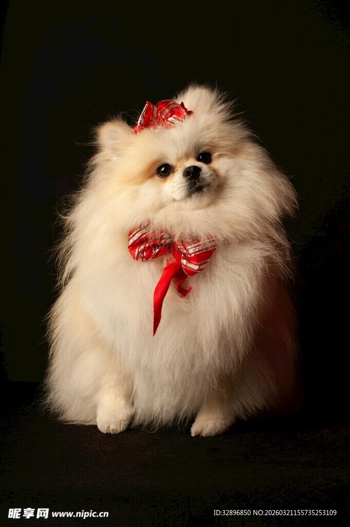 戴红饰的可爱博美犬