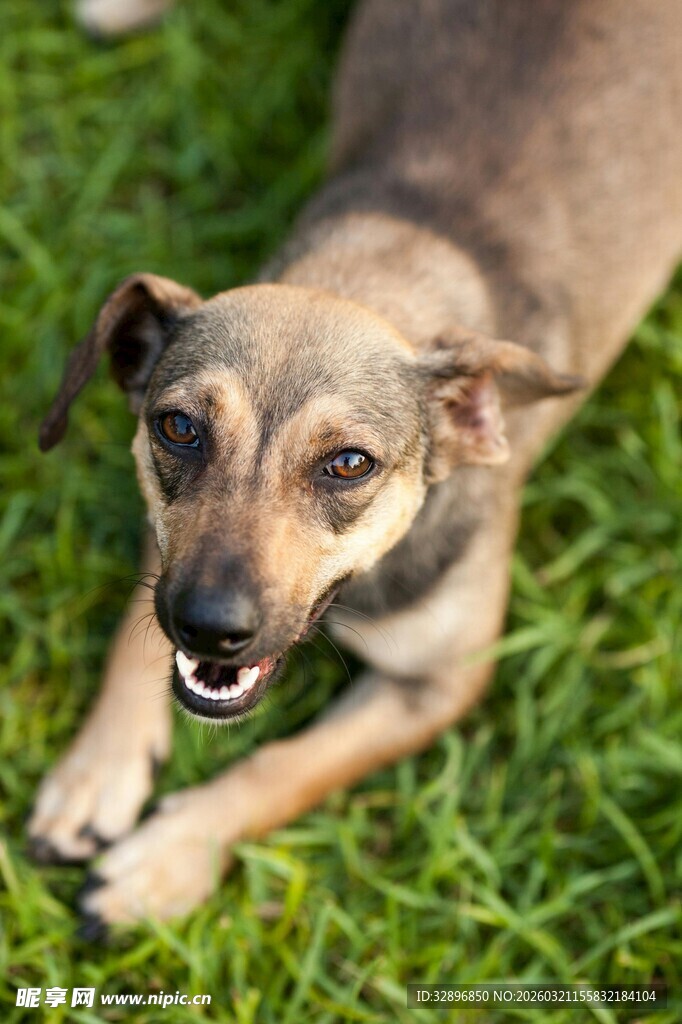 草地上的可爱小狗