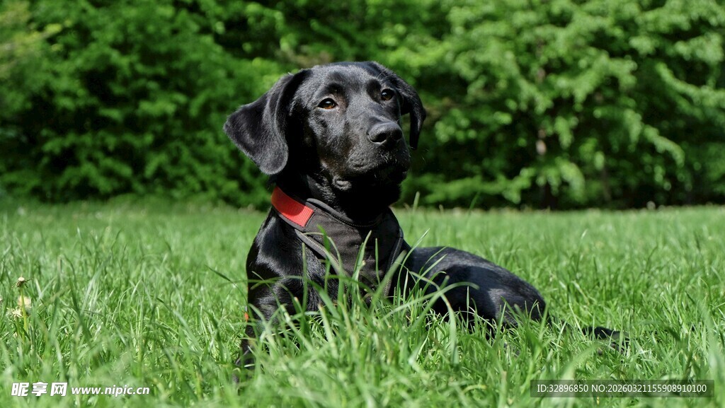 草地上的黑色宠物犬