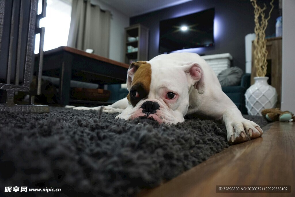 趴着的萌态小狗