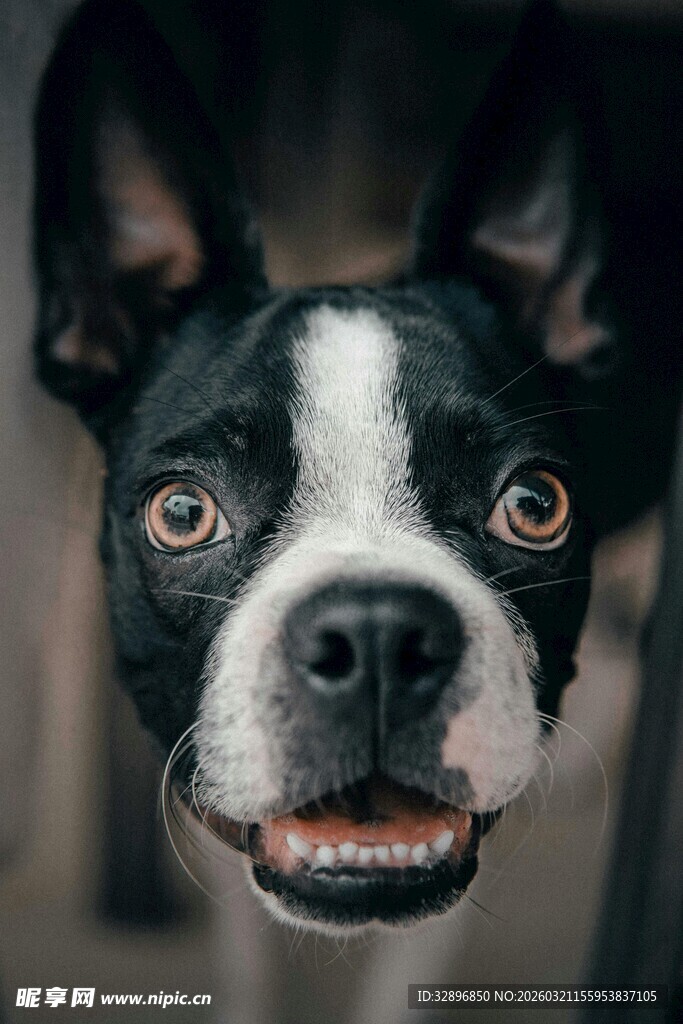 可爱波士顿梗犬近景照