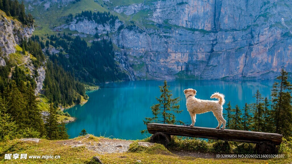 湖畔白狗赏景