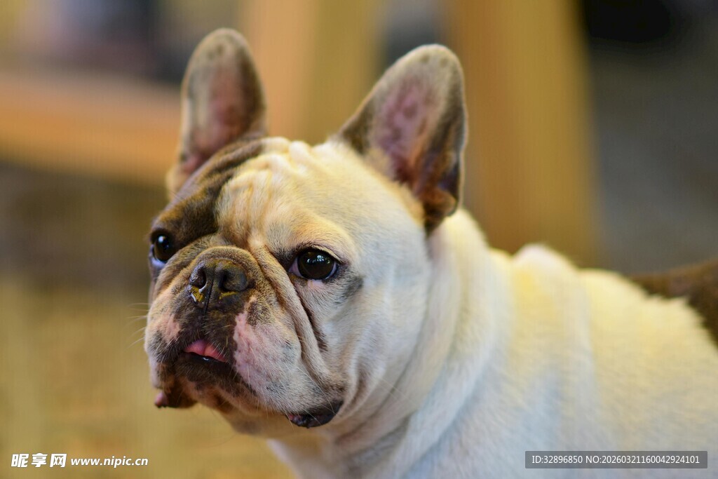 可爱法国斗牛犬特写