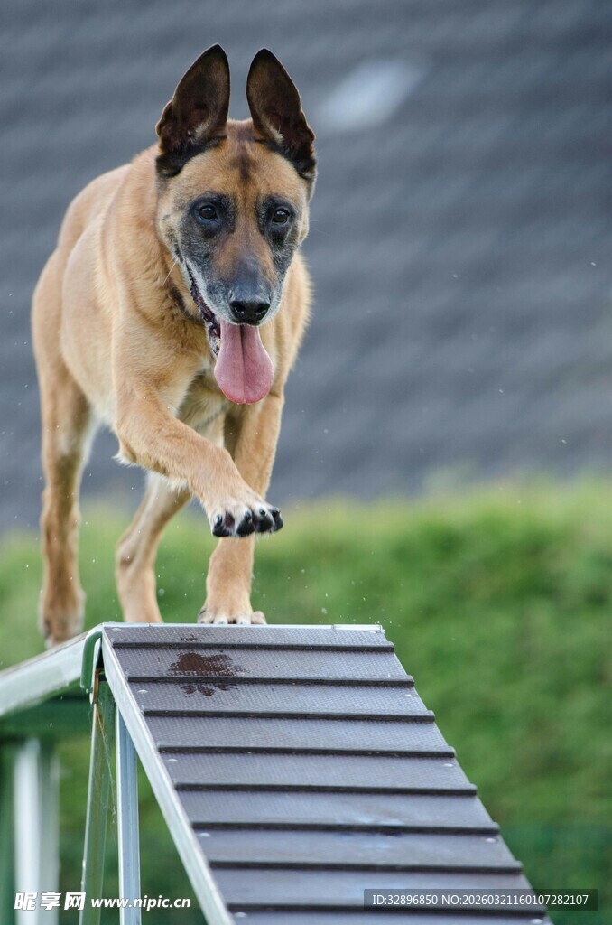 狗狗敏捷跨越障碍物