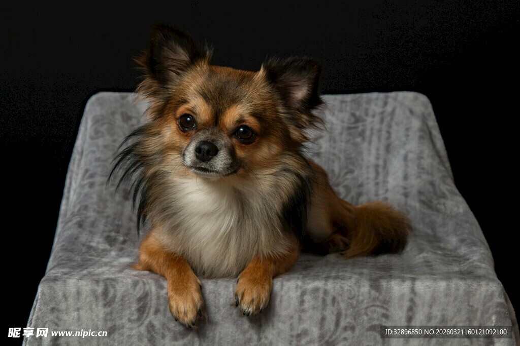 长毛吉娃娃安静趴坐