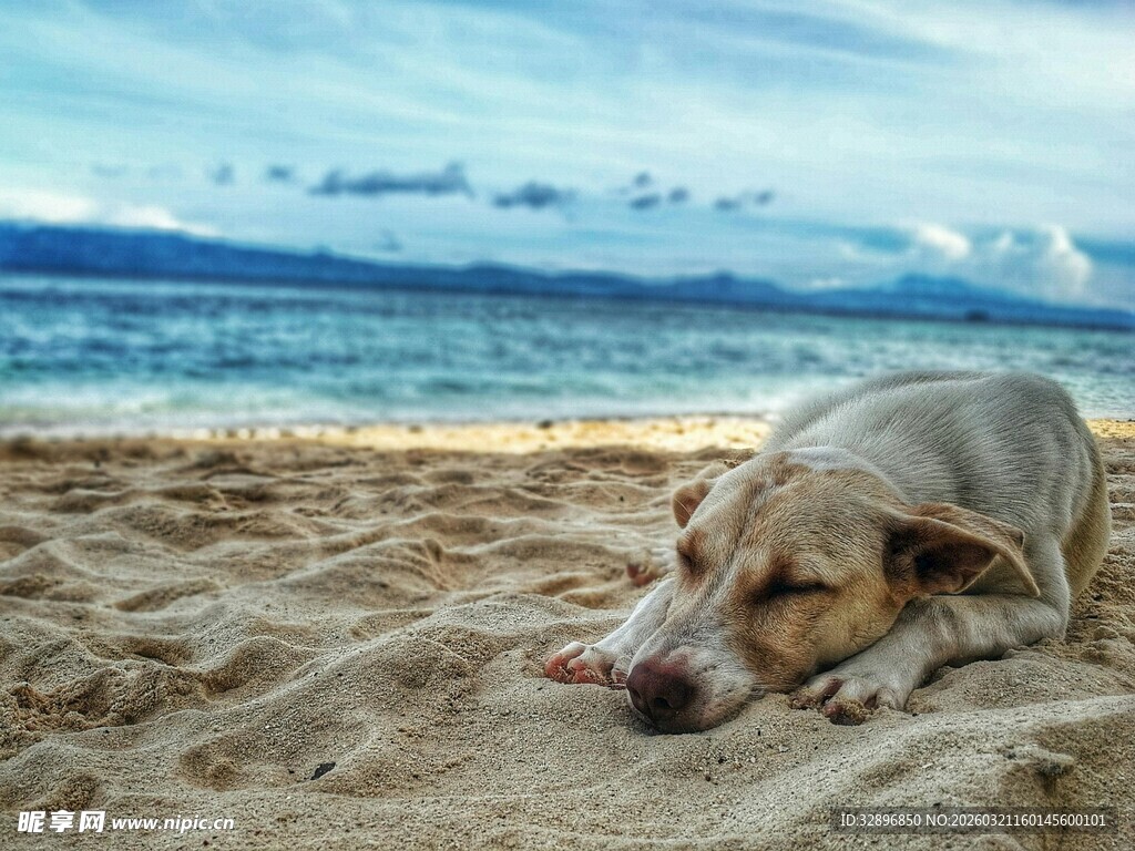 沙滩上休憩的可爱狗狗