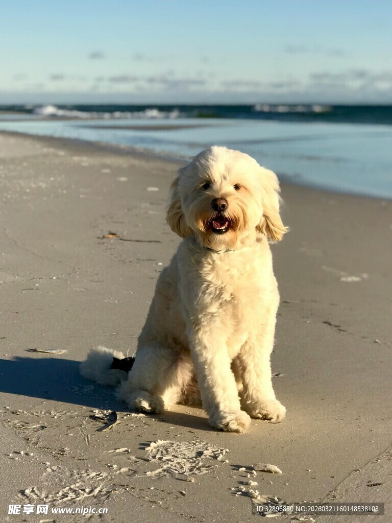 沙滩上的可爱白色小狗