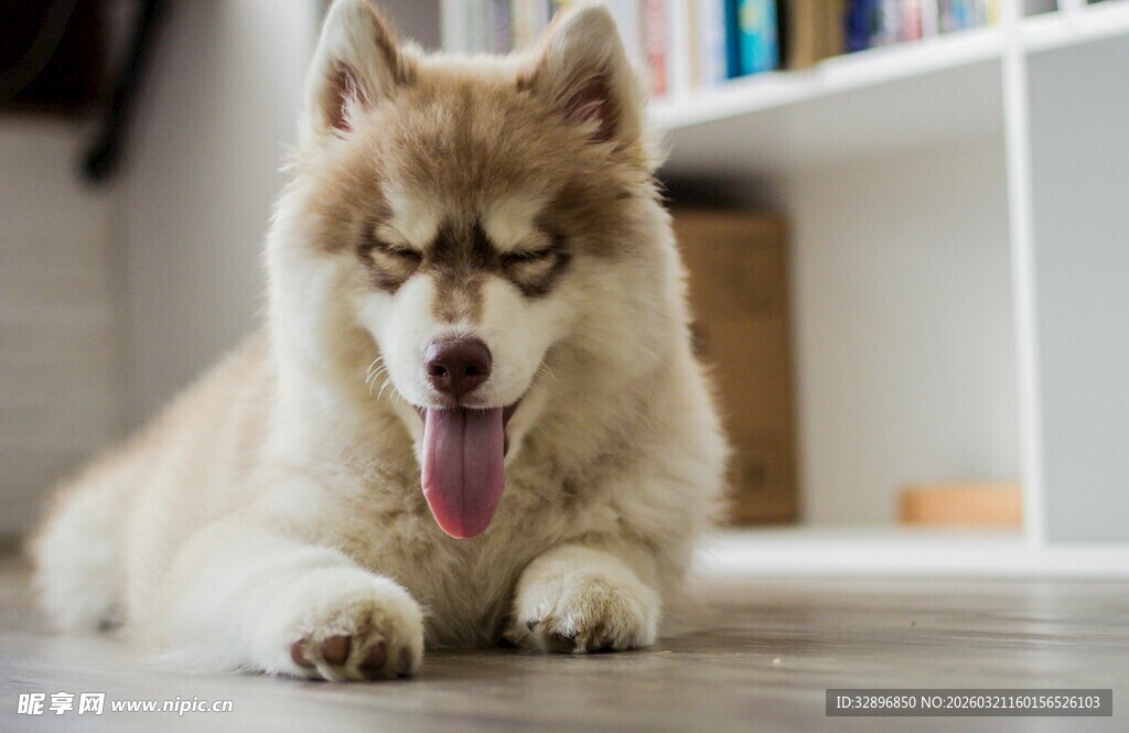 可爱哈士奇惬意趴地