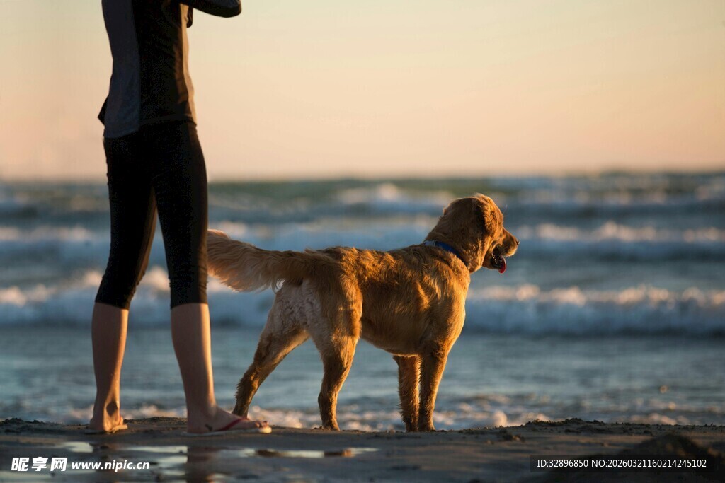 海边人与金毛犬的温馨时刻
