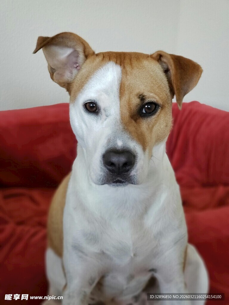 可爱小狗端坐红色沙发