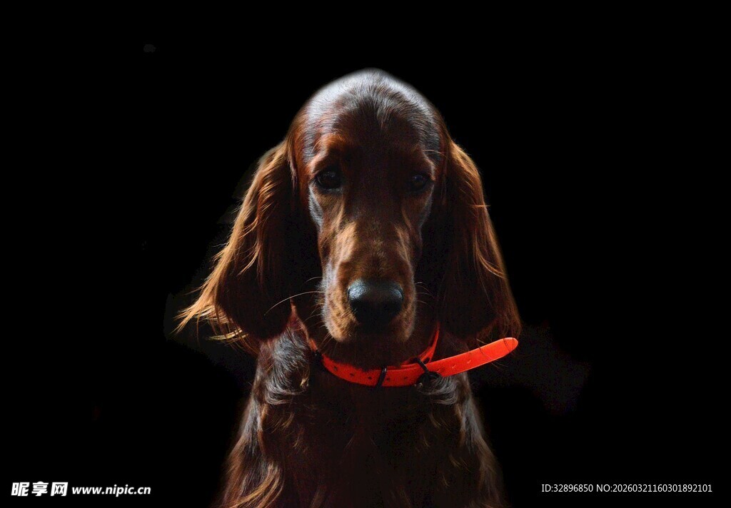 戴红项圈的棕色猎犬