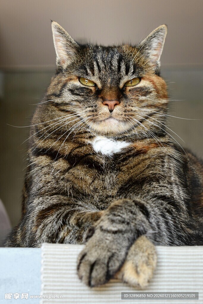 慵懒猫咪惬意趴姿