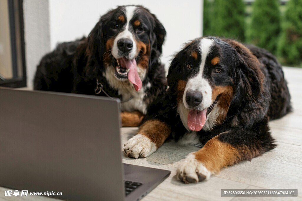 两萌犬相伴电脑前