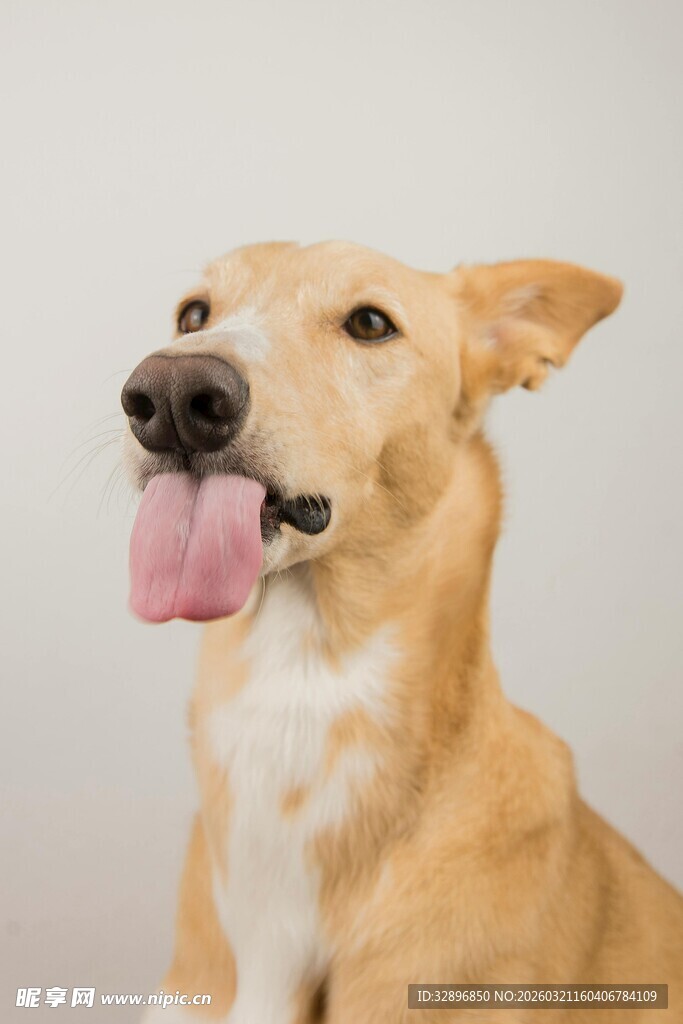 吐舌卖萌的可爱狗狗