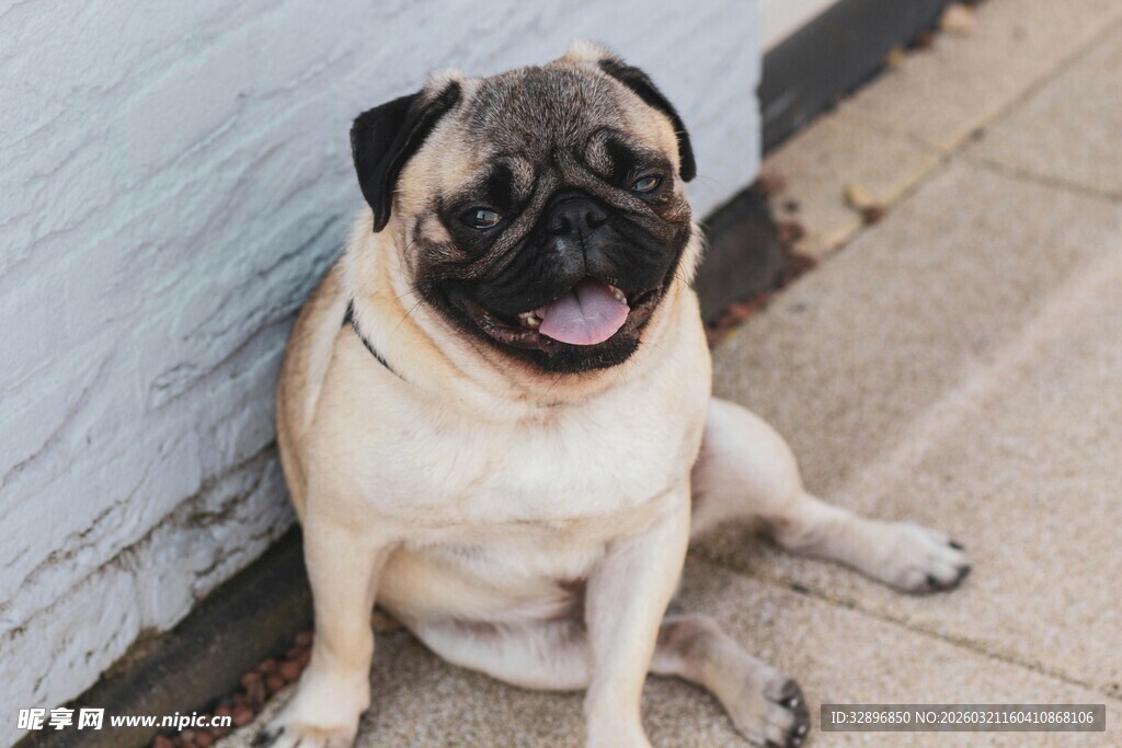 可爱哈巴狗坐于墙边