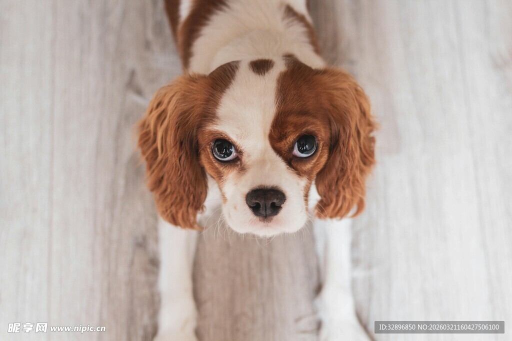 可爱查理王小猎犬抬头望